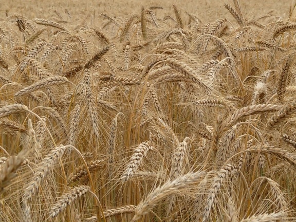 種子、大麦、わら、農地、穀物、ライ麦、ハーブ、フィールド、農業