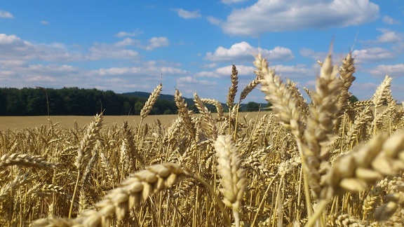 blue sky, outdoor, agriculture, rye, field, cereal, straw