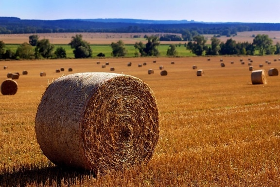 straw, landscape, countryside, agriculture, field, haystack, summer