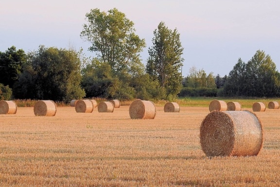 agriculture, countryside, straw, field, haystack, landscape, meadow