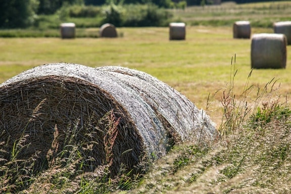 haystack, field, agriculture, countryside, straw, grass, landscape, nature