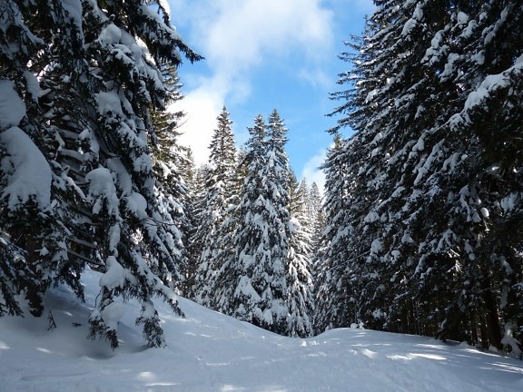木、冬、霜、森林、針葉樹、木、氷、常緑、雪、冷凍、寒さ