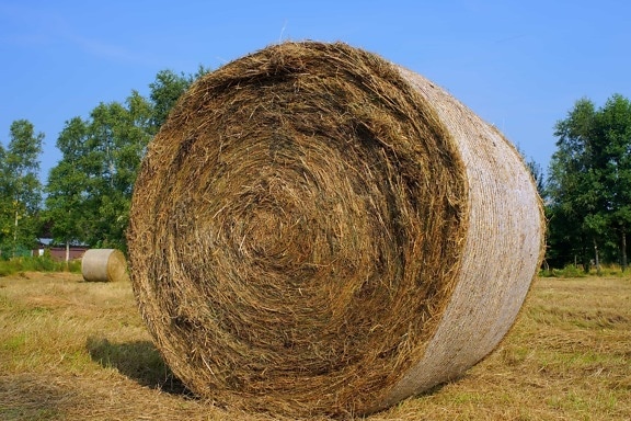 haystack, field, field, blue sky, agriculture, straw, landscape