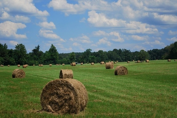 landscape, straw, haystack, meadow, agriculture, field, grass, countryside