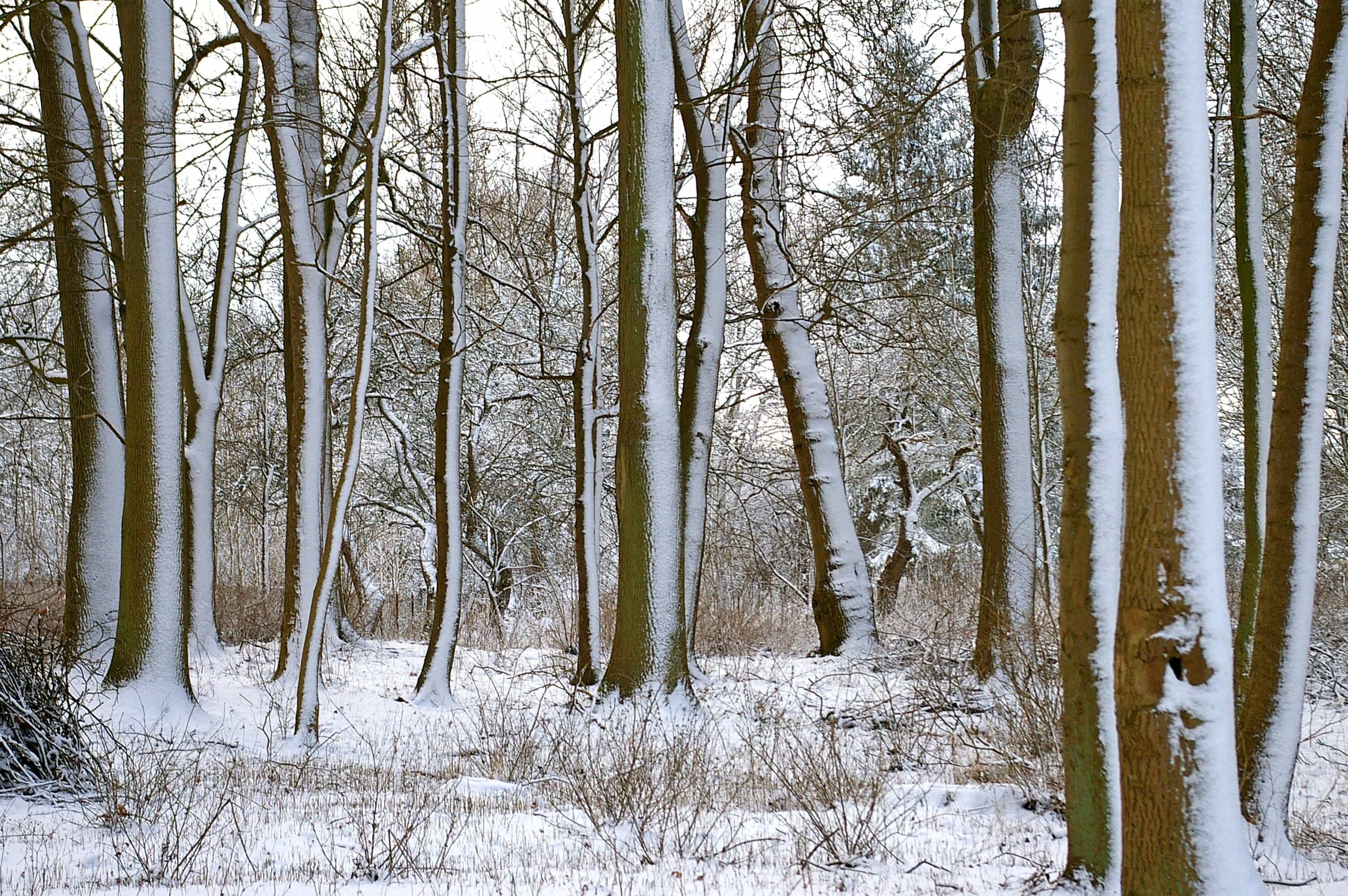 Imagine Gratuită Peisaj Copac Iarna Rece Lemn Zapada Natura