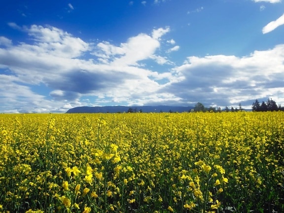 синьо небе, провинцията, облак, пейзаж, селско стопанство, област, цвете, природа