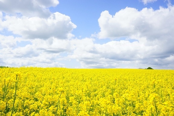 landscape, countryside, nature, field, yellow flower, agriculture
