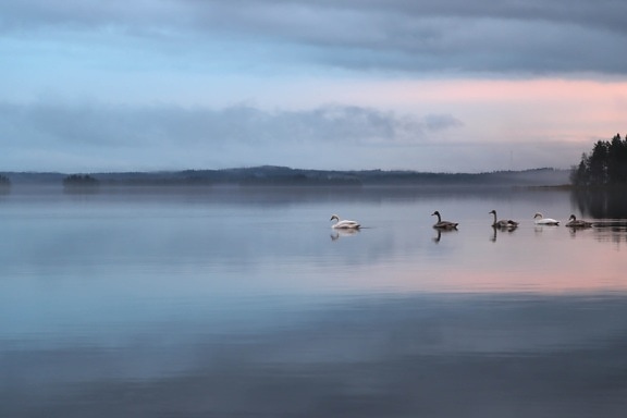 lake, white swan, water, reflection, ocean, sea, sky, beach, sunset, landscape
