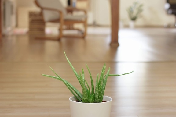 table, wood, pot, plant, floor, indoor