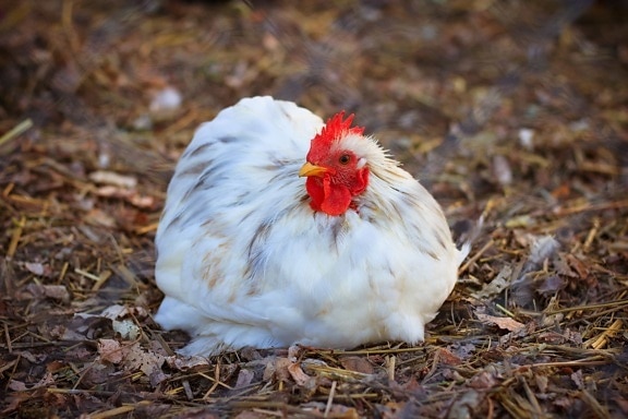 nature, bird, poultry, animal, feather, white chicken, grass, outdoor