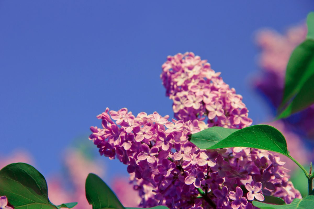 δέντρο, φύση, καλοκαίρι, λιλά λουλούδι, υποκατάστημα, φύλλο, όμορφη, Κήπος