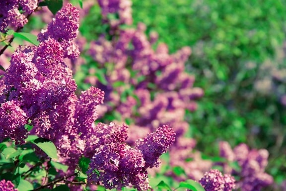 verano, naturaleza, jardín, hoja, flor, lila púrpura, planta