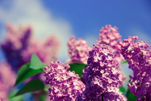 листья, цветок, Сад, лето, природа, пурпурная сирень, завод, синее небо