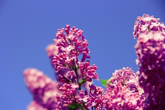nature, leaf, summer, flower, purple lilac, pink, blossom, plant, blue sky