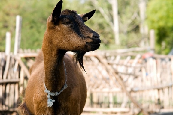 Brown Goat, porträtt, Ranch, djur, boskap, djur, Utomhus