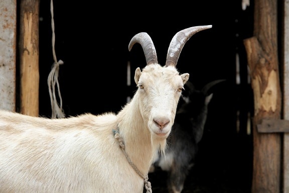 white goat, horn, fur, animal, livestock, barn