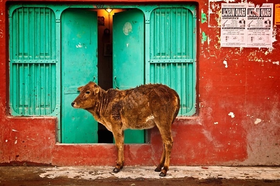 calf, cow, animal, young, cattle, front door, entrance, street, facade