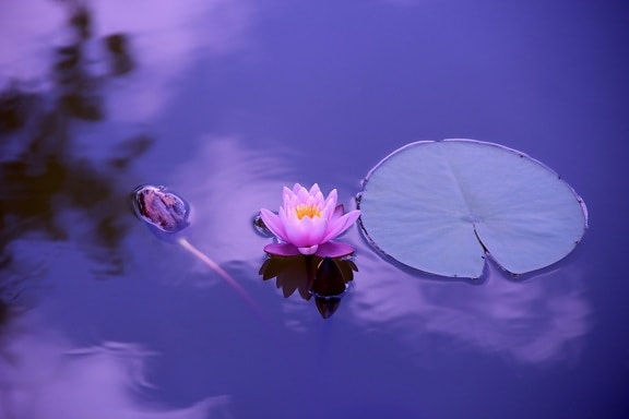 flower, nature, lotus, aquatic plant, blossom