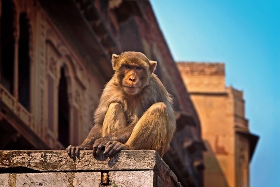 棕色猴子, 灵长类动物, 猿, 野生动物, 建筑, 蓝天
