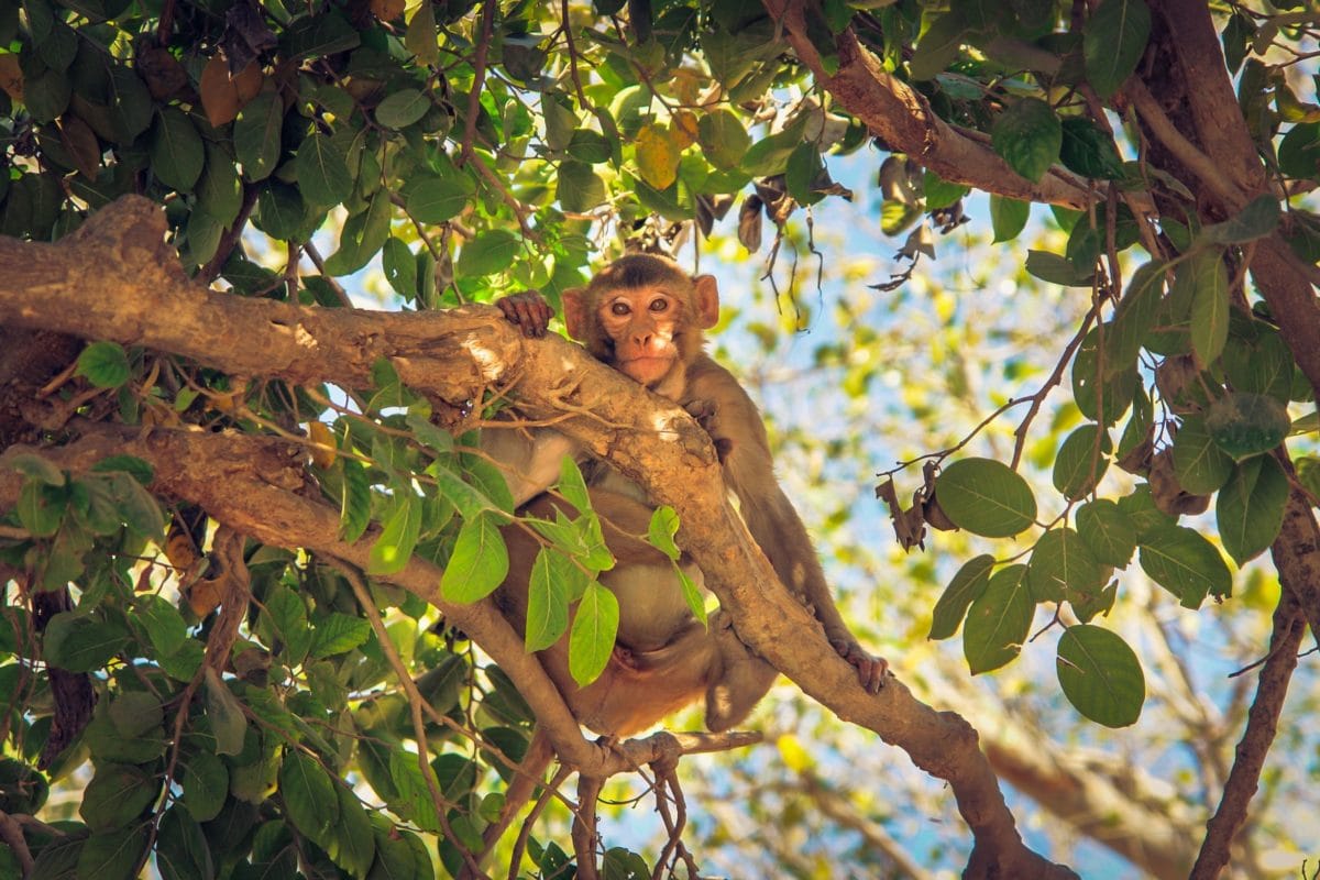 branch, nature, tree, leaf, monkey, primate, outdoor