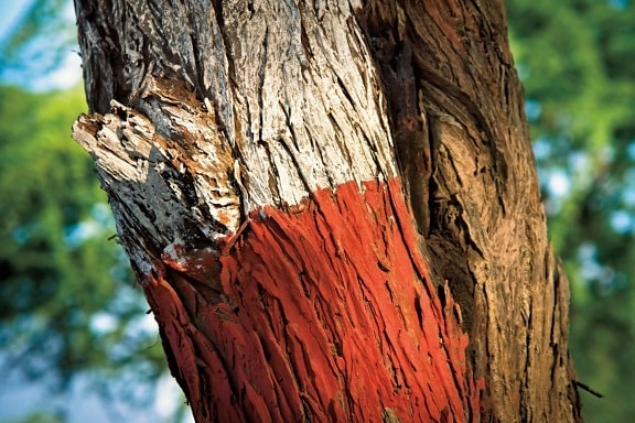 trä, natur, träd bark, tecken, färg, Utomhus