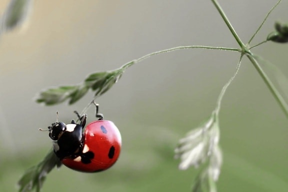 Doğa, Zooloji, ladybug, Beetle, böcek, biyoloji, yaban hayatı