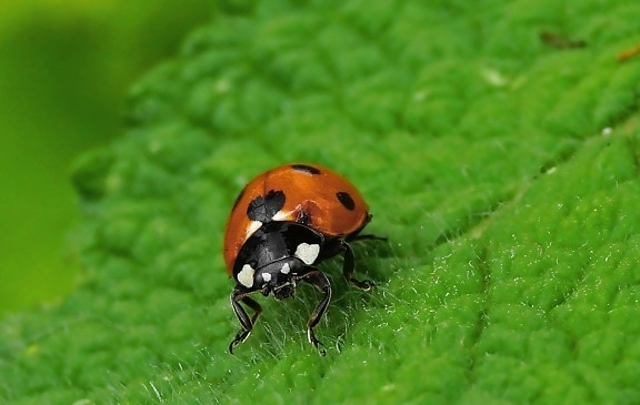 insekt, Beetle, natur, grønne blad, ladybug, leddyr, bug, anlegg