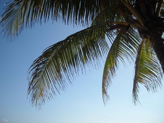 eksoottinen puu, kookos, ranta, palmu, puu, hämärtää taivas