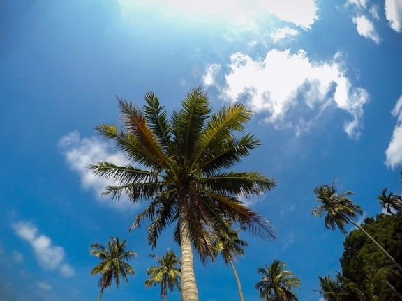 蓝天, 太阳, 树, 棕榈树, 海滩, 椰子, 天堂, 夏天