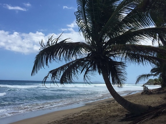 litoral, ocean, plaja, vara, mare, apa, nisip, palmier, nisip, nucă de cocos