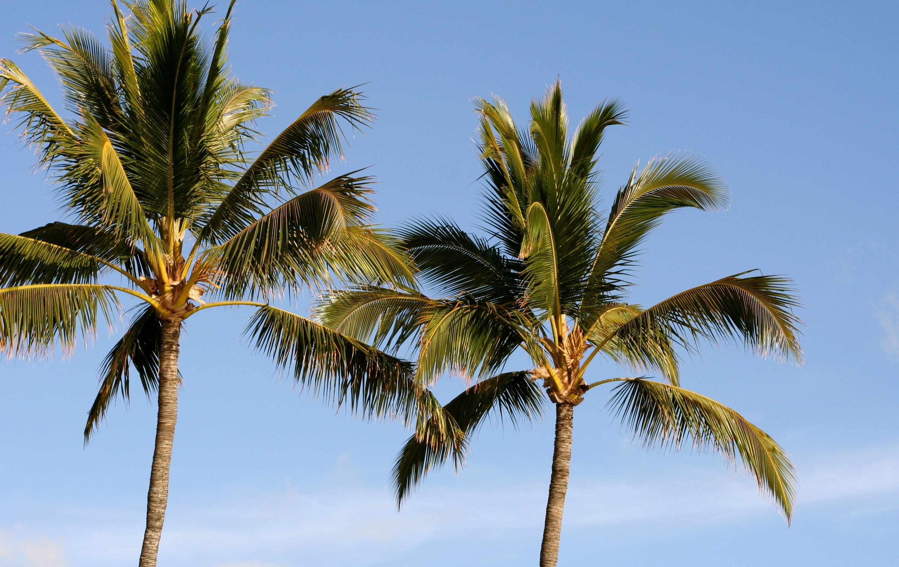 Финиковая и кокосовая пальмы