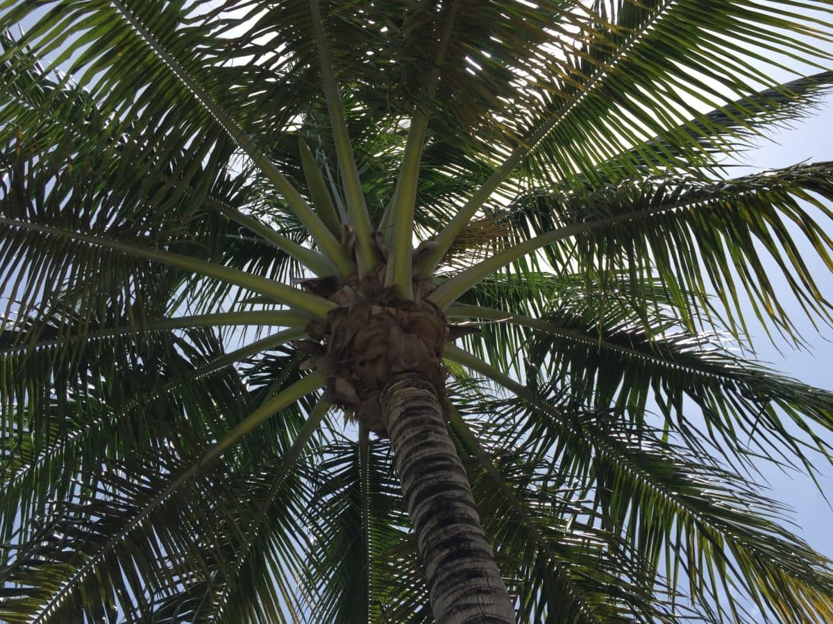 strand, palme, kokosnød, sommer, natur, plante, udendørs