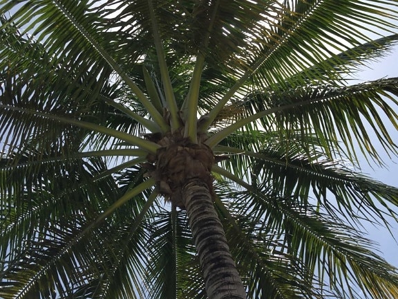 плаж, палмово дърво, кокос, лято, природа, растение, на открито
