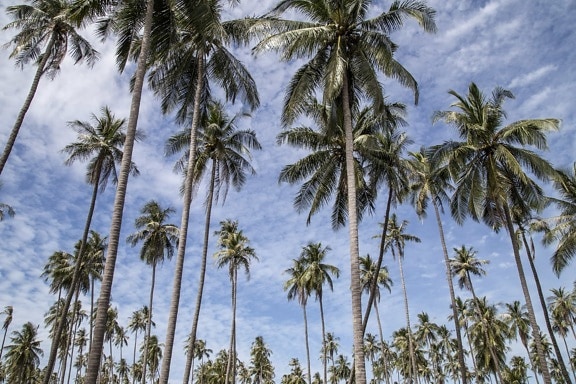 кокосов орех, палмово дърво, остров, дърво, синьо небе, гора