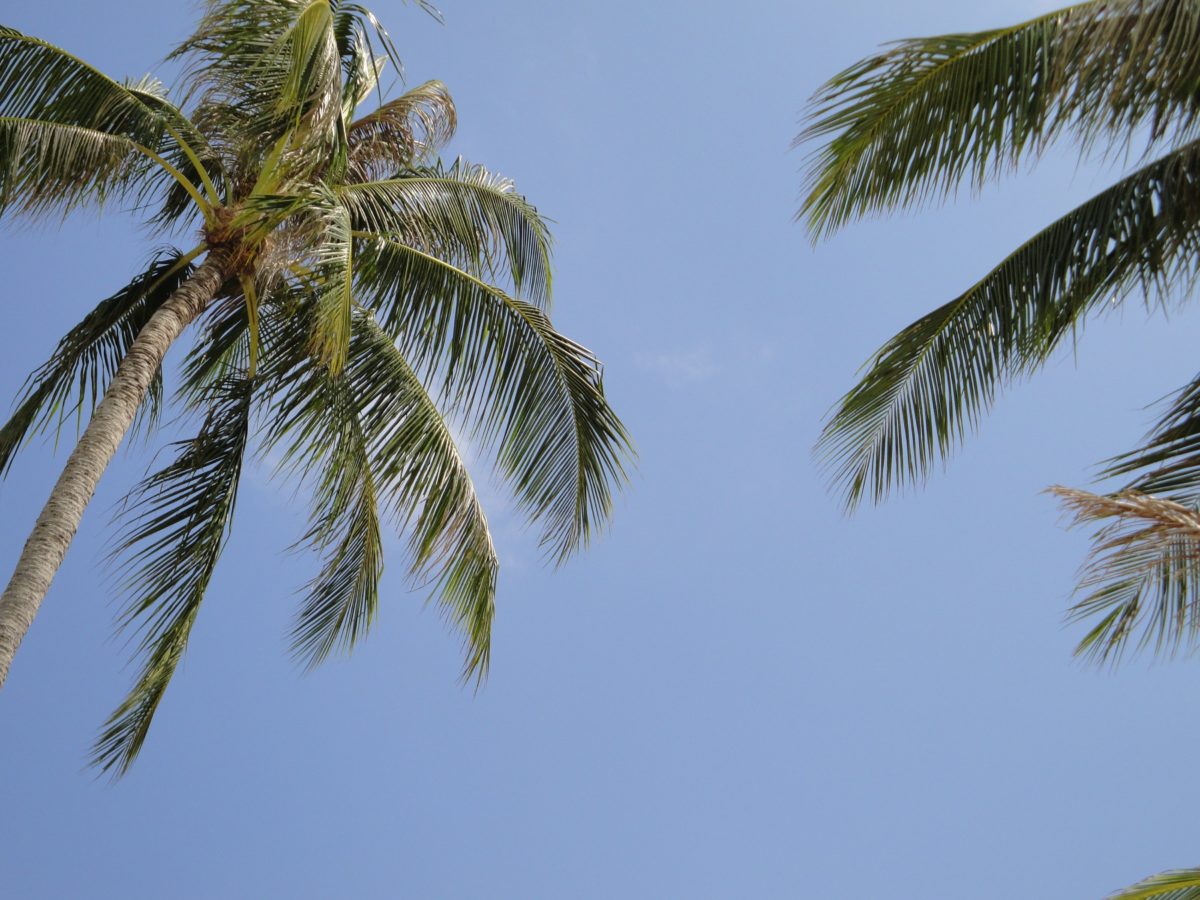 Sunce, kokos, plavo nebo, ljeto, egzotično, stablo, dlan