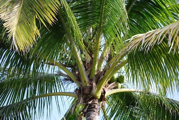 Palme, palme, sommer, natur, kokosnød, blad, paradis