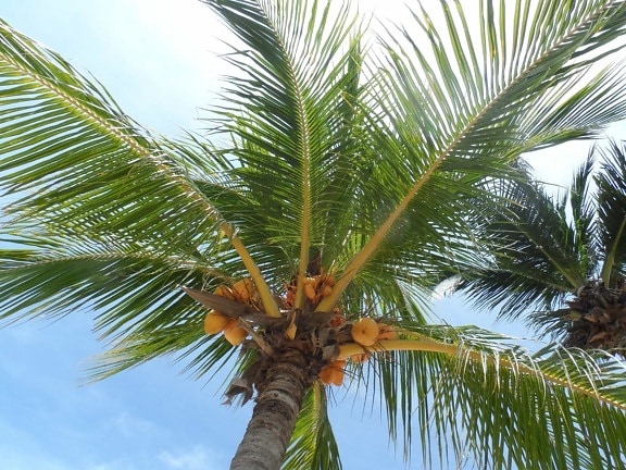 kokos, sommer, natur, træ, palme, paradis, himmel