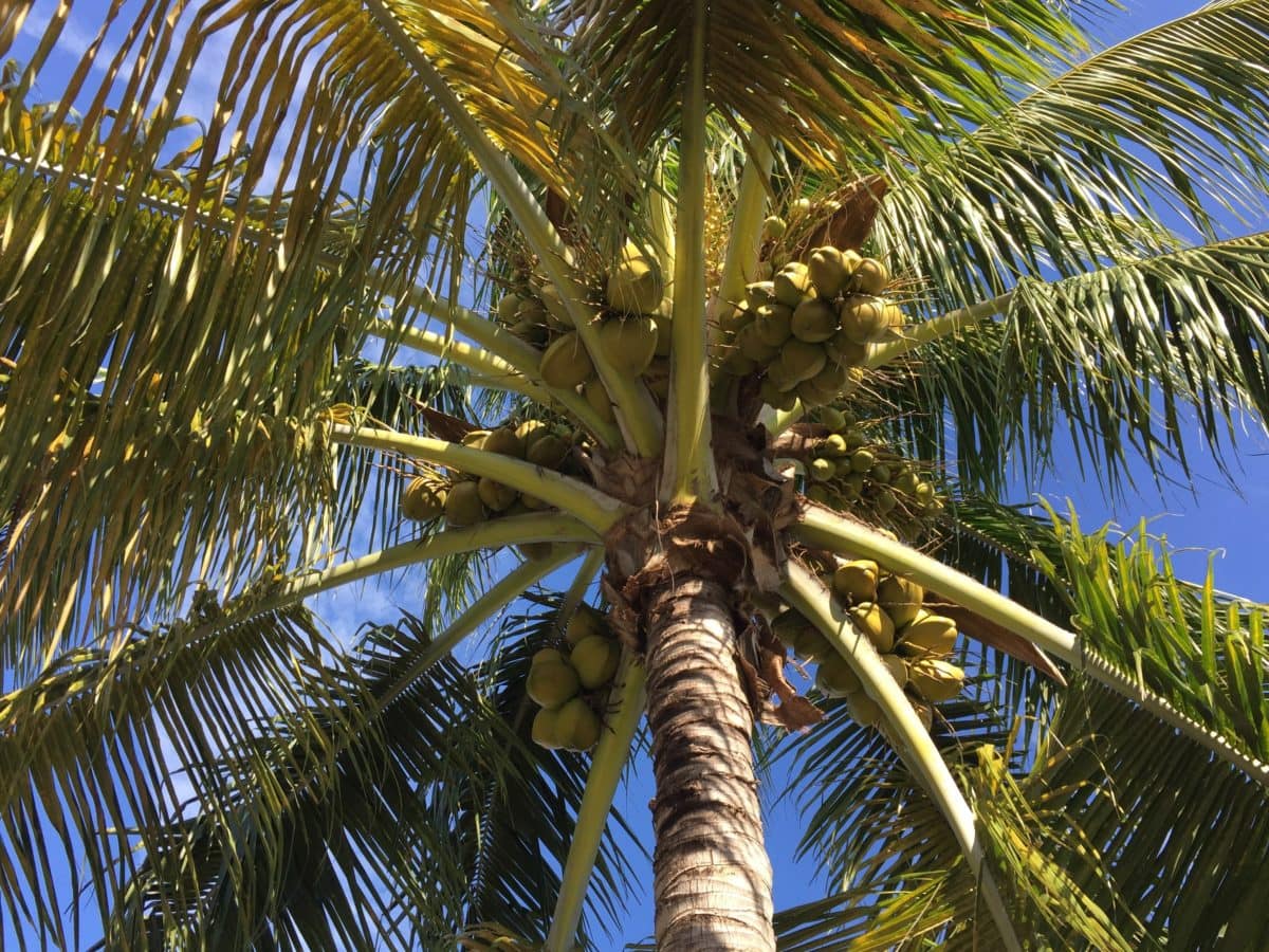 Paradise, Green Leaf, eksotisk, blå himmel, Palm, Tree, kokos, sommer