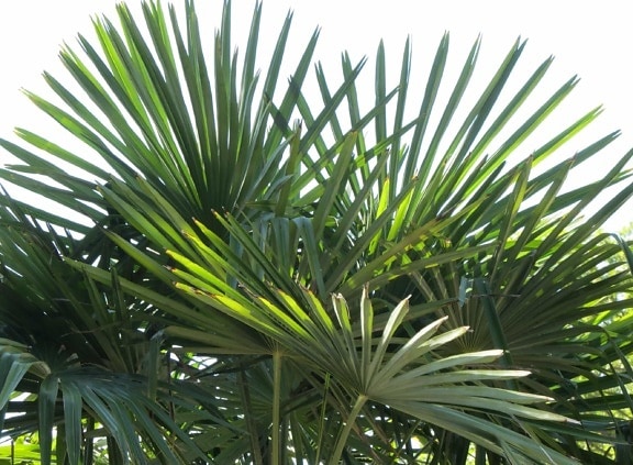 nature, summer, green leaf, tree, plant, palm