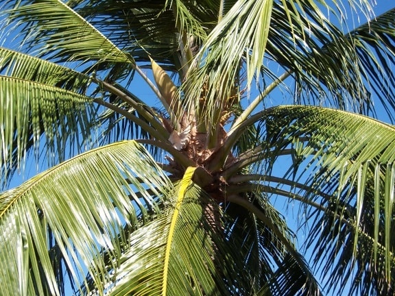 copac, nucă de cocos, paradis, palmier, plaja, exotice, de vară, soare