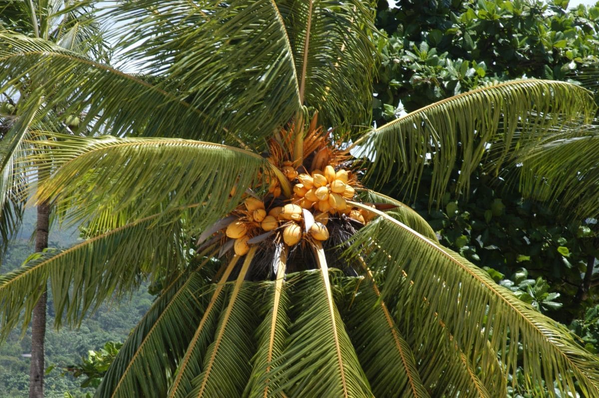zomer, kokos, natuur, blad, exotisch, palmboom, tak, plant