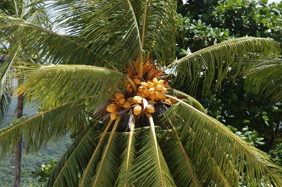 лято, кокос, природа, листа, екзотични, палмово дърво, клон, растение