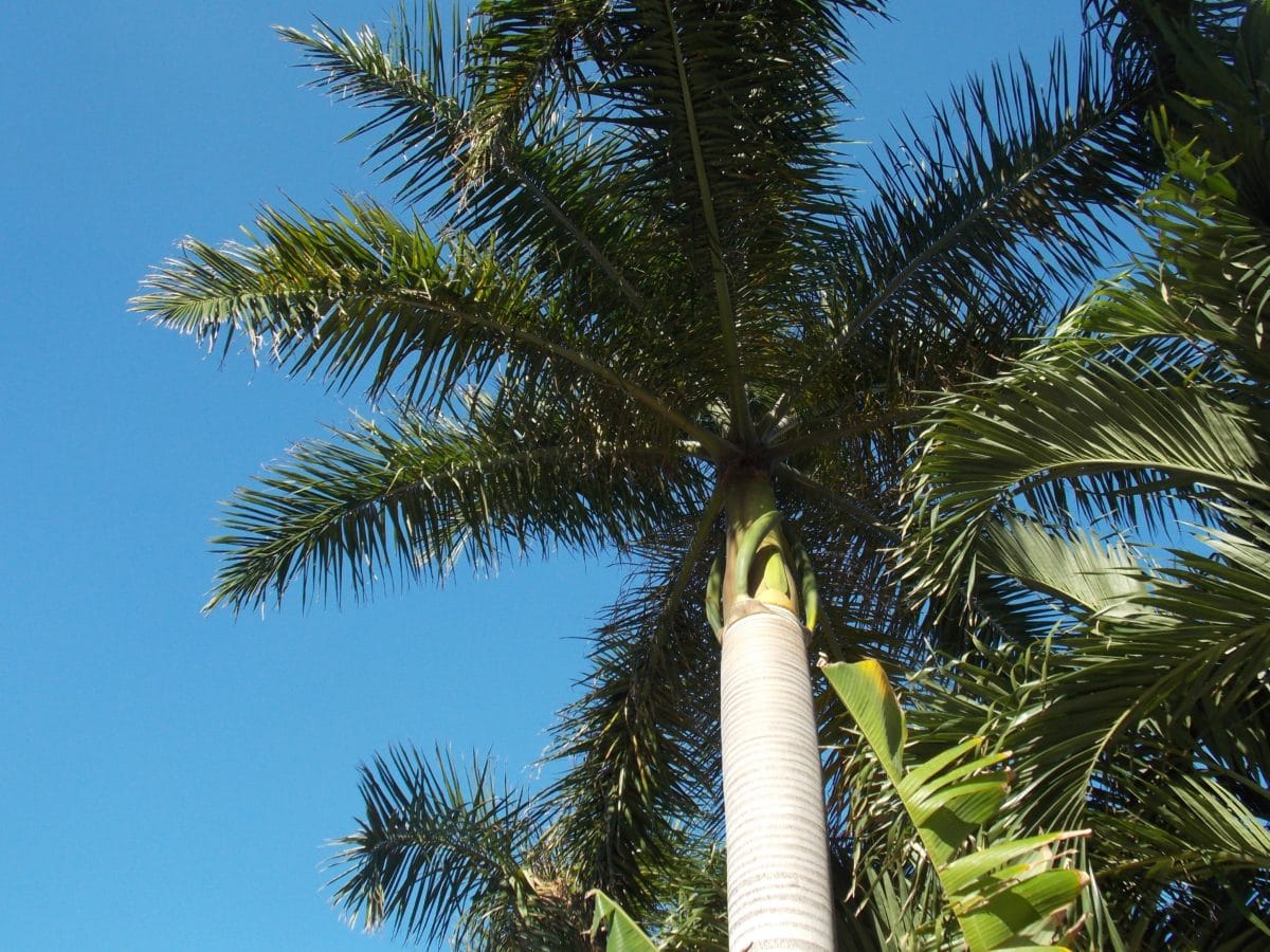 Palm pohon kelapa, palem, langit biru, Kolam, surga