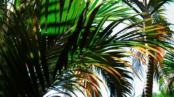 palm tree, plant, paradise, blue sky, shadow, green leaf
