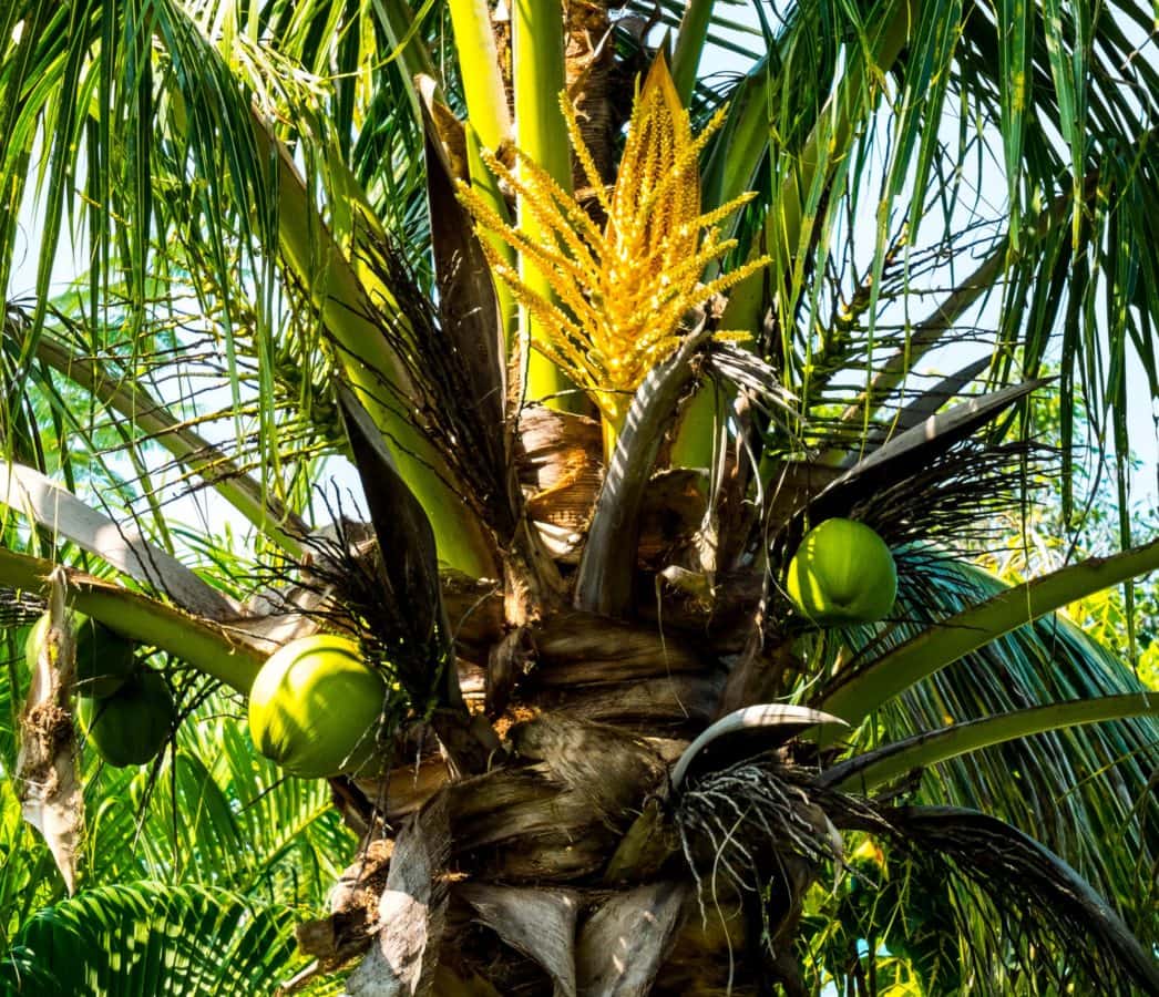 palmboom, natuur, kokos, groen blad, exotisch, plant, outdoor