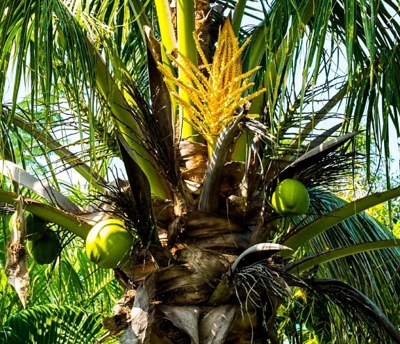 albero di Palma, natura, noce di cocco, foglia verde, esotico, pianta, all'aperto