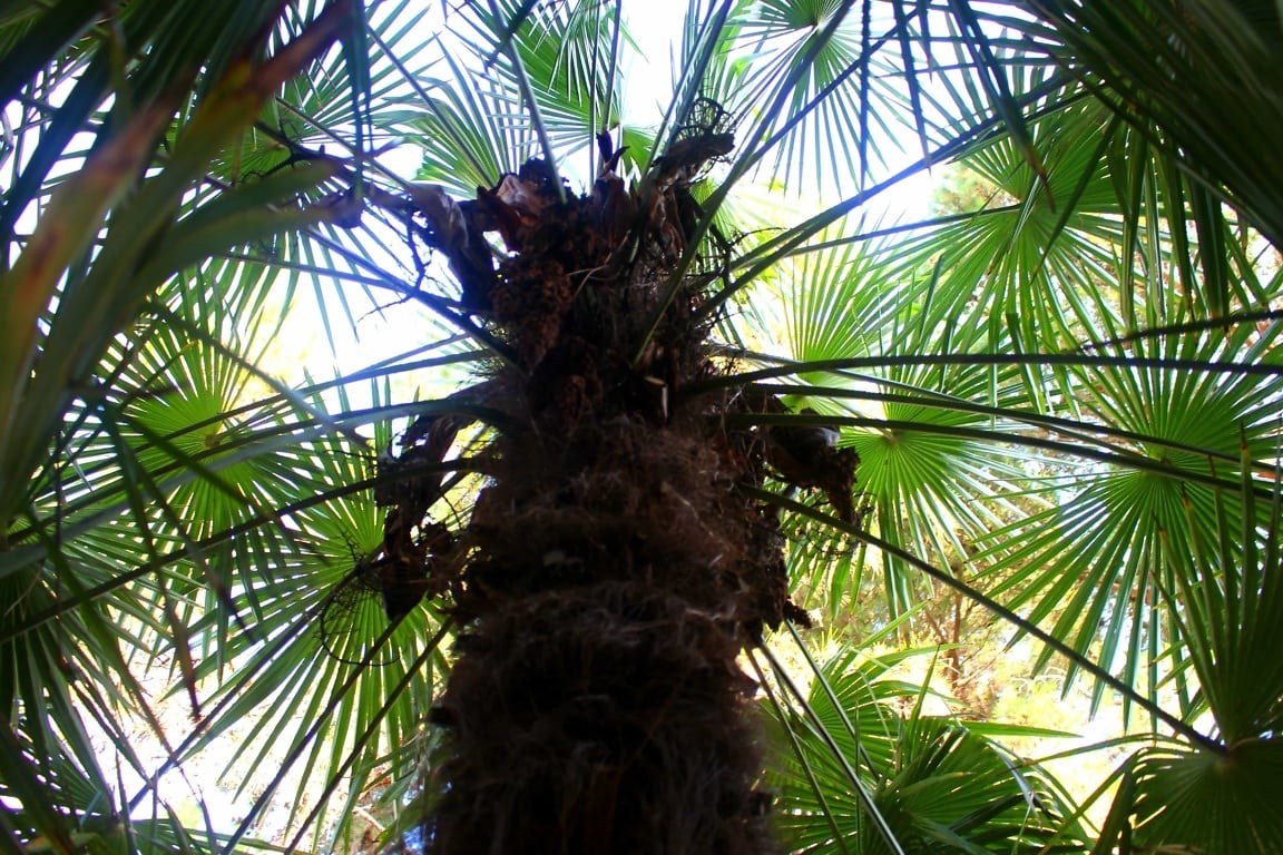 Фильм пальма фото из фильма