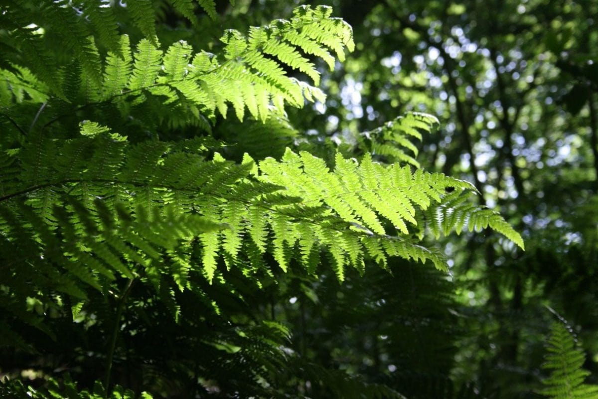 fern, summer, tree, environment, nature, leaf, plant, forest, shadow, daylight