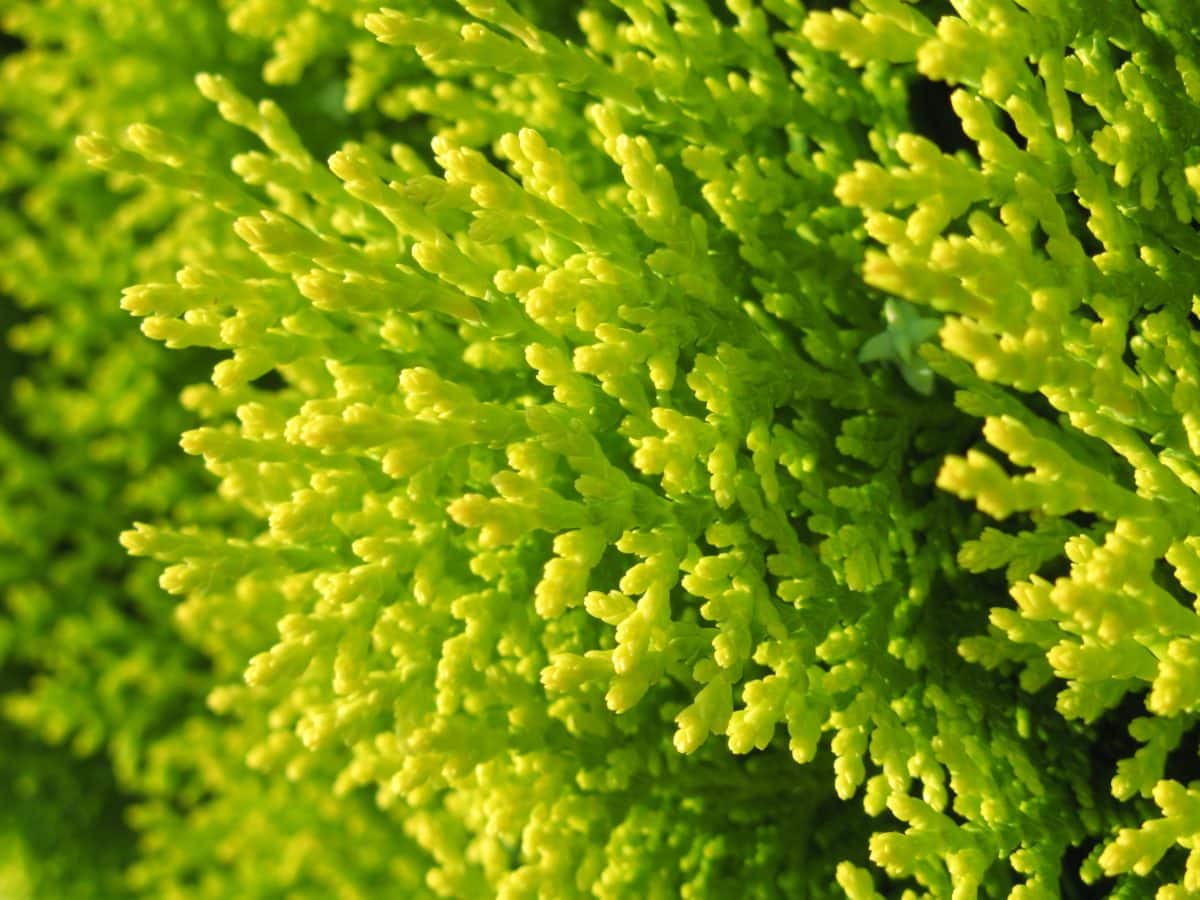 Conifer. zielony liść, natura, ziele, roślina