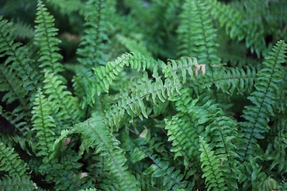Fern, příroda, zelený list, rostlina, Les, stín